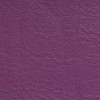 Salisbury Elderberry 1451